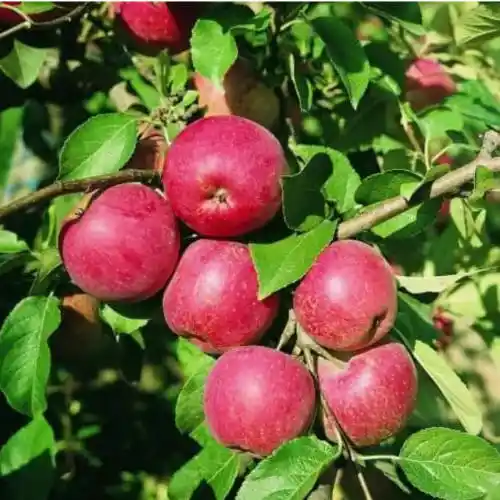 Strupovitosti odolné BIO jabloně