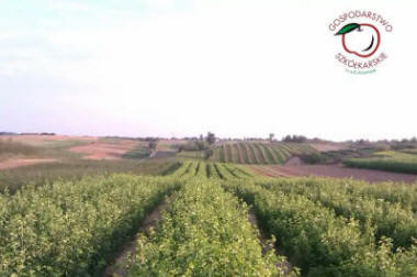 sloupovité ovocné stromy duo-V mini ovocné keře Polsko