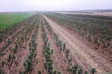 sloupovité ovocné stromy duo-V mini ovocné keře Polsko