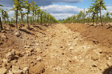 sloupovité ovocné stromy duo-V mini ovocné keře Polsko