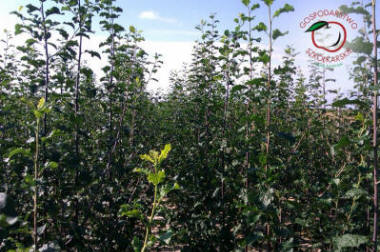 sloupovité ovocné stromy duo-V mini ovocné keře Polsko