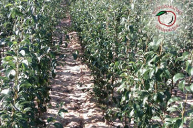 sloupovité ovocné stromy duo-V mini ovocné keře Polsko