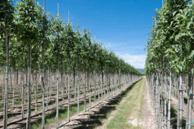 sloupovité ovocné stromy duo-V mini ovocné keře Polsko