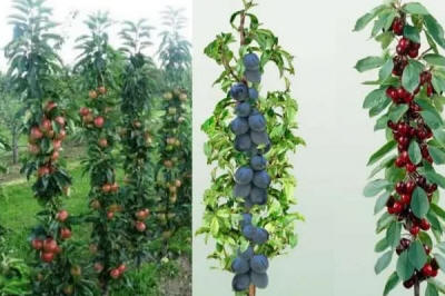 sloupovité ovocné stromy duo-V mini ovocné keře Polsko