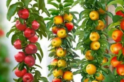 sloupovité ovocné stromy duo-V mini ovocné keře Polsko