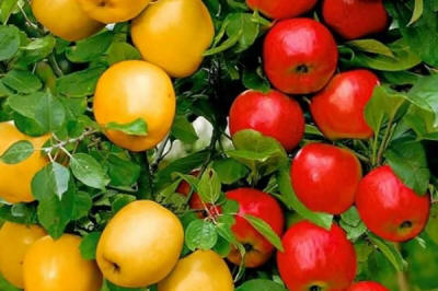 sloupovité ovocné stromy duo-V mini ovocné keře Polsko