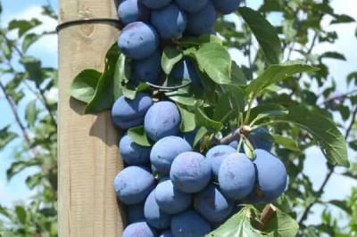 sloupovité ovocné stromy duo-V mini ovocné keře Polsko