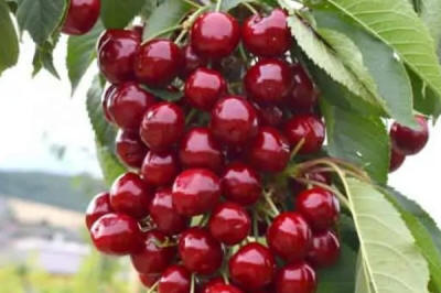 sloupovité ovocné stromy duo-V mini ovocné keře Polsko