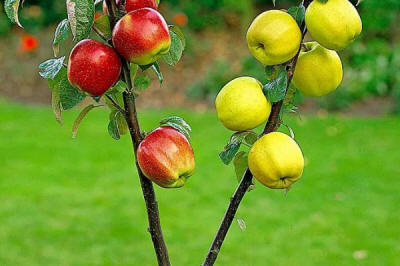 sloupovité ovocné stromy duo-V mini ovocné keře Polsko