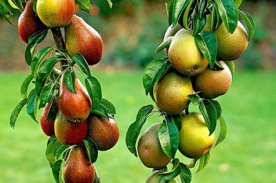 sloupovité ovocné stromy duo-V mini ovocné keře Polsko