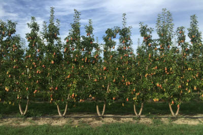 sloupovité ovocné stromy duo-V mini ovocné keře Polsko