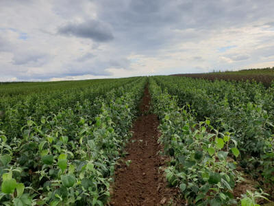 sloupovité ovocné stromy duo-V mini ovocné keře Polsko