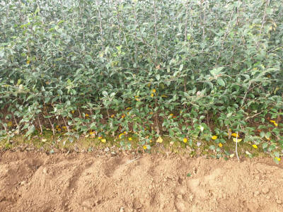 sloupovité ovocné stromy duo-V mini ovocné keře Polsko