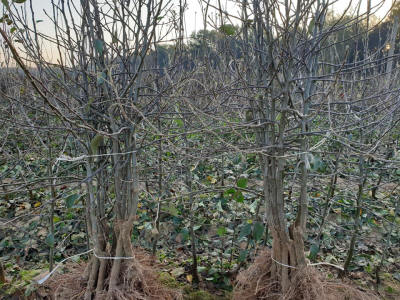 sloupovité ovocné stromy duo-V mini ovocné keře Polsko