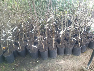 sloupovité ovocné stromy duo-V mini ovocné keře Polsko