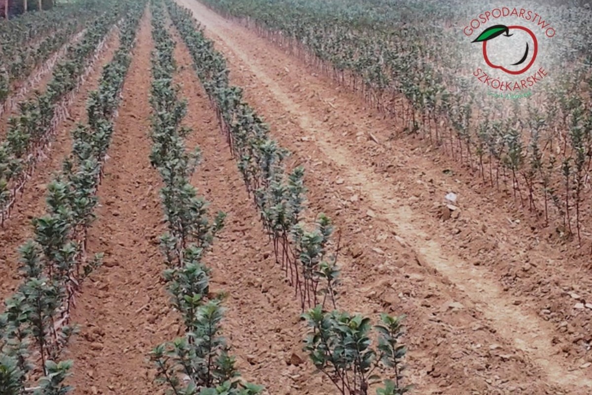 sloupovité ovocné stromy duo-V mini ovocné keře Polsko