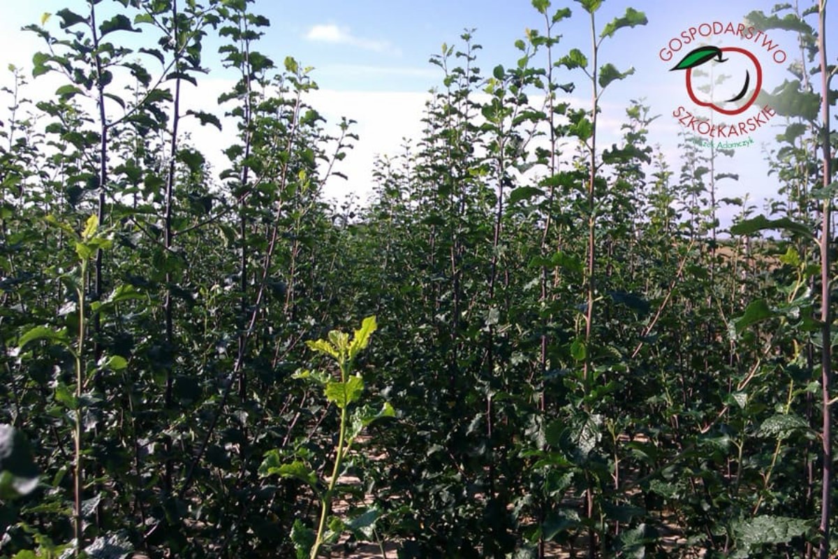 sloupovité ovocné stromy duo-V mini ovocné keře Polsko