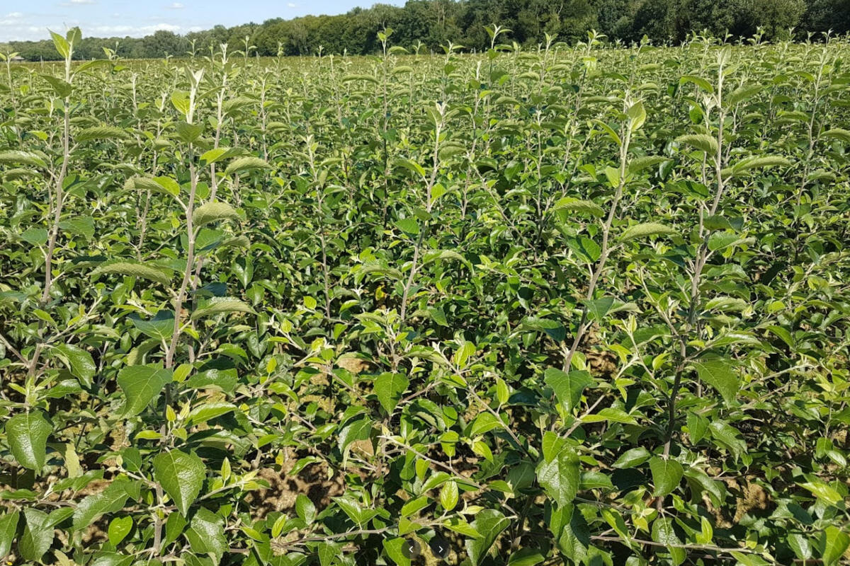 sloupovité ovocné stromy duo-V mini ovocné keře Polsko